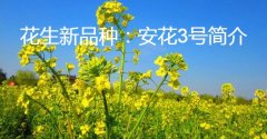 花生新品种：安花3号简介