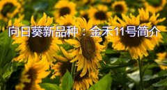 向日葵新品种：金禾11号简介