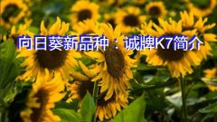 向日葵新品种：诚牌K7简介