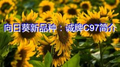 向日葵新品种：诚牌C97简介