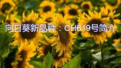 向日葵新品种：CH619号简介