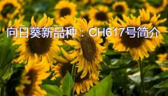 向日葵新品种：CH617号简介