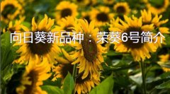 向日葵新品种：荣葵6号简介