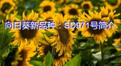 向日葵新品种：SD971号简介