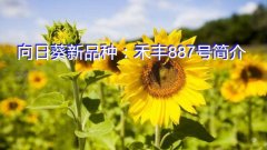 向日葵新品种：禾丰887号简介