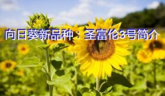 向日葵新品种：圣富伦3号简介
