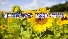 向日葵新品种：圣富伦5号简介
