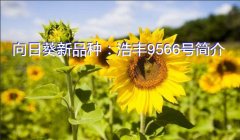 向日葵新品种：浩丰9566号简介