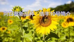 向日葵新品种：浩丰10号简介