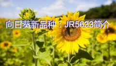 向日葵新品种：JR5633简介