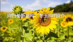 向日葵新品种：冬玉807简介