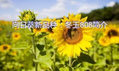 向日葵新品种：冬玉808简介