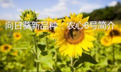 向日葵新品种：农心6号简介