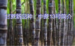 甘蔗新品种：中蔗13号简介