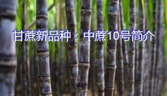 甘蔗新品种：中蔗10号简介