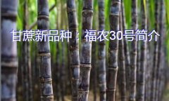 甘蔗新品种：福农30号简介