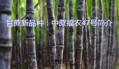 甘蔗新品种：中蔗福农47号简介
