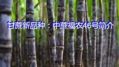 甘蔗新品种：中蔗福农46号简介