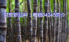 甘蔗新品种：粤糖04245简介