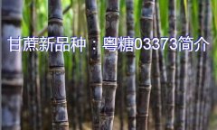 甘蔗新品种：粤糖03373简介