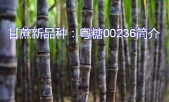 甘蔗新品种：粤糖00236简介