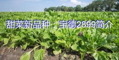 甜菜新品种：宝德2899简介