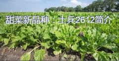 甜菜新品种：士兵2612简介