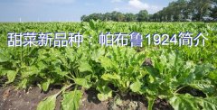 甜菜新品种：帕布鲁1924简介