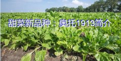 甜菜新品种：奥托1913简介