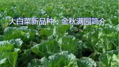 大白菜新品种：金秋满园简介