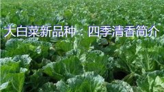 大白菜新品种：四季清香简介