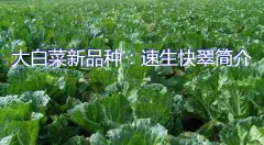 大白菜新品种：速生快翠简介