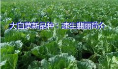 大白菜新品种：速生翡丽简介