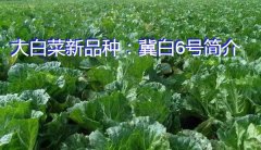 大白菜新品种：冀白6号简介