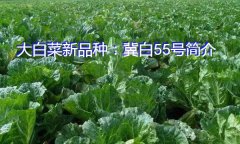 大白菜新品种：冀白55号简介