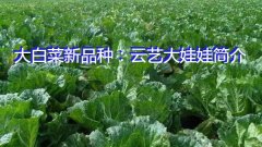 大白菜新品种：云艺大娃娃简介
