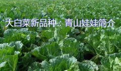 大白菜新品种：青山娃娃简介