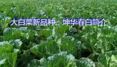 大白菜新品种：坤华春白简介