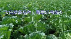 大白菜新品种：青翠55号简介