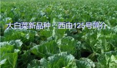 大白菜新品种：西由125号简介