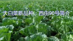 大白菜新品种：西由90号简介