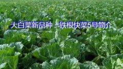 大白菜新品种：铁根快菜5号简介