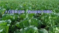 大白菜新品种：西由娃娃5号简介