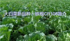 大白菜新品种：铁根CR108简介