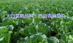 大白菜新品种：西由青麻简介