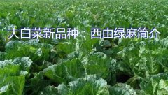 大白菜新品种：西由绿麻简介