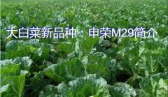 大白菜新品种：申荣M29简介