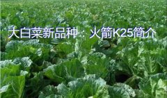 大白菜新品种：火箭K25简介