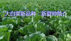 大白菜新品种：新夏帅简介
