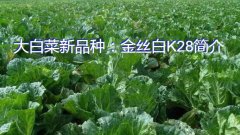 大白菜新品种：金丝白K28简介